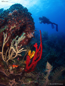 Huge barrel sponge. Turneffe atoll, Belize. Canon Ixus 98... by Bea & Stef Primatesta 